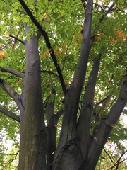 Fagus sylvatica