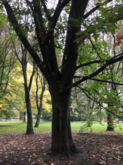 Fagus sylvatica