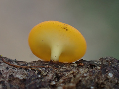 Dicephalospora rufocornea