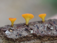 Dicephalospora rufocornea