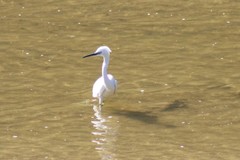 Egretta garzetta