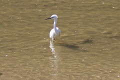 Egretta garzetta