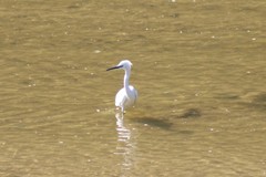 Egretta garzetta