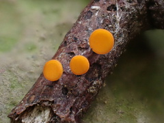 Dicephalospora rufocornea