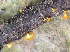 Dicephalospora rufocornea