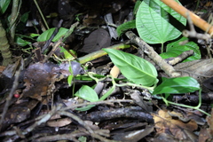Leptodactylus leptodactyloides