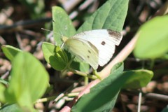 Pieris rapae