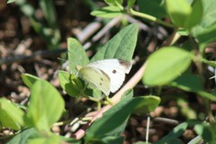 Pieris rapae