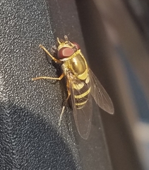 Epistrophe grossulariae