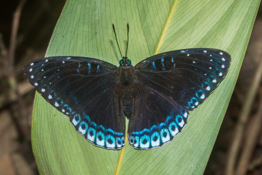 Popinjay