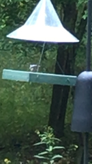 Sitta carolinensis