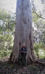 Eucalyptus diversicolor