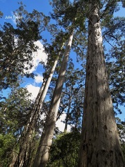Eucalyptus diversicolor