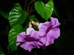 Ipomoea batatoides