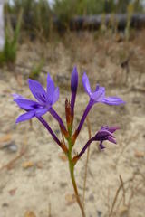 Thereianthus spicatus