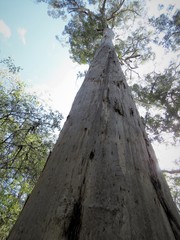 Eucalyptus diversicolor