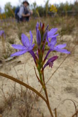 Thereianthus spicatus