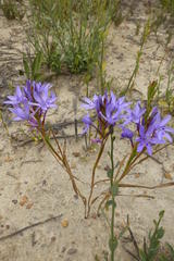 Thereianthus spicatus