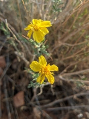 Psilostrophe cooperi