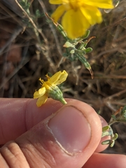 Psilostrophe cooperi