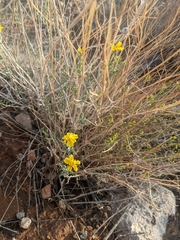 Psilostrophe cooperi