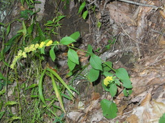 Solidago sphacelata