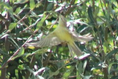 Phylloscopus trochilus