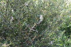 Phylloscopus trochilus