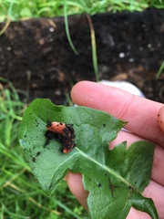 Arthurdendyus testaceus