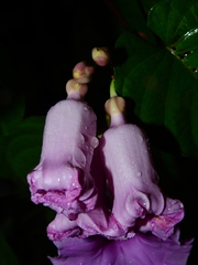 Ipomoea batatoides