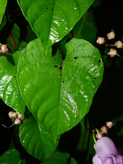 Ipomoea batatoides