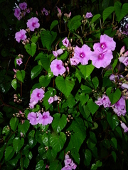 Ipomoea batatoides