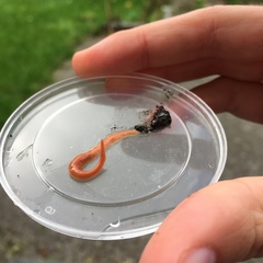 Arthurdendyus testaceus