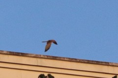 Falco tinnunculus