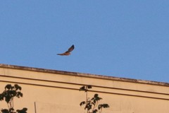Falco tinnunculus