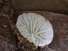 Clitopilus kamaka