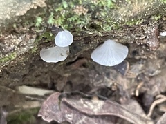 Clitopilus kamaka