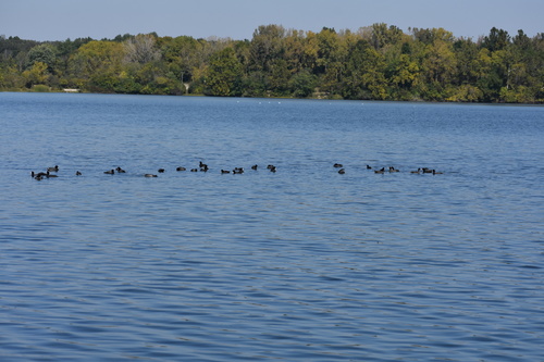 American Coot photographed in Indiana