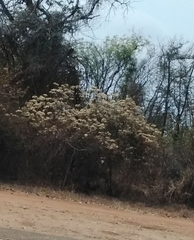 Dombeya rotundifolia