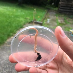 Arthurdendyus testaceus