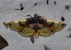 Compacta hirtalis