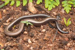 Scelotes mossambicus