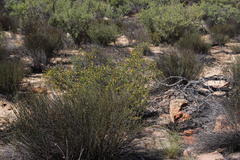 Lasiosiphon deserticola