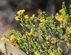 Lasiosiphon deserticola