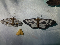Percnia longitermen