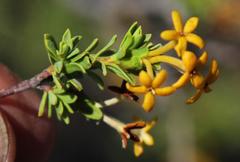 Lasiosiphon deserticola