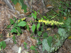 Solidago sphacelata
