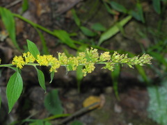 Solidago sphacelata