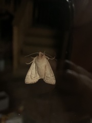 Noctuinae