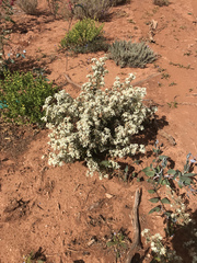 Commersonia craurophylla